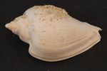 Schnecke_Nr PB08